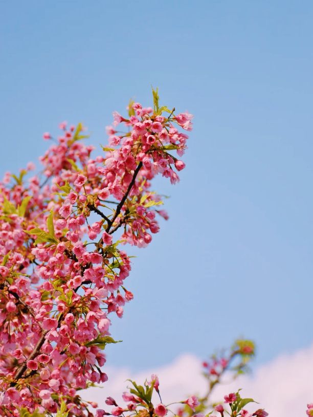 大寧公園櫻花鬱金香實拍來咯！