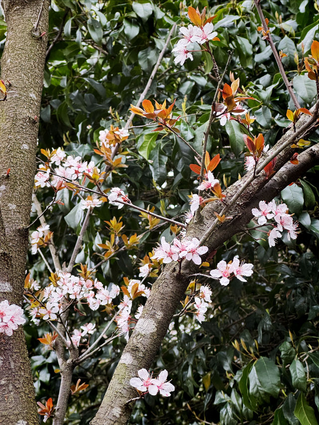 杭州太子灣公園！桃花、鬱金香都很美～