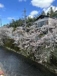 Discover 13 Stunning Cherry Blossom Spots in Kyoto for 2025