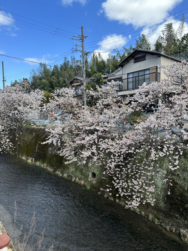 Discover 13 Stunning Cherry Blossom Spots in Kyoto for 2025