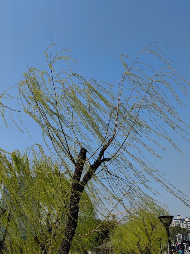 魔都嘅春天，又點可以錯過大寧鬱金香公園