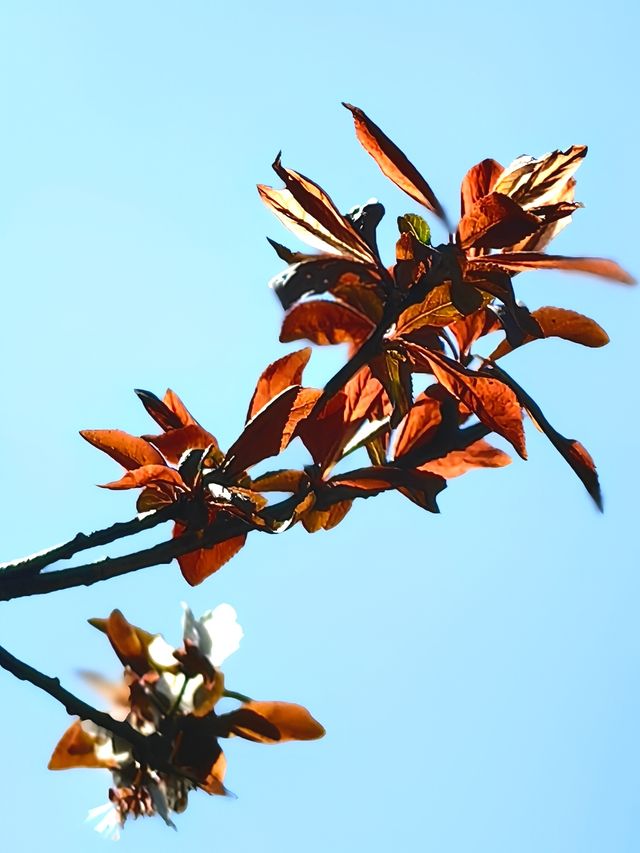 梅花洲