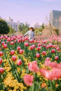 上海市區這片鬱金香花海已經盛開 3.21 實況