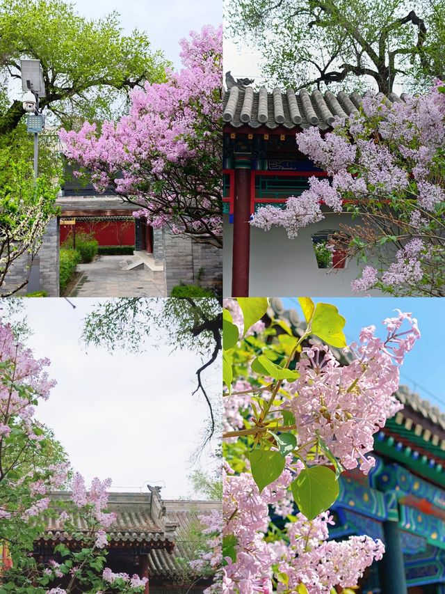 【4-7月，呼和浩特賞花全攻略】