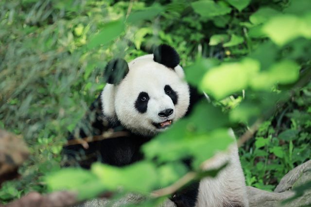 紅山動物園，與你共享奇妙之旅