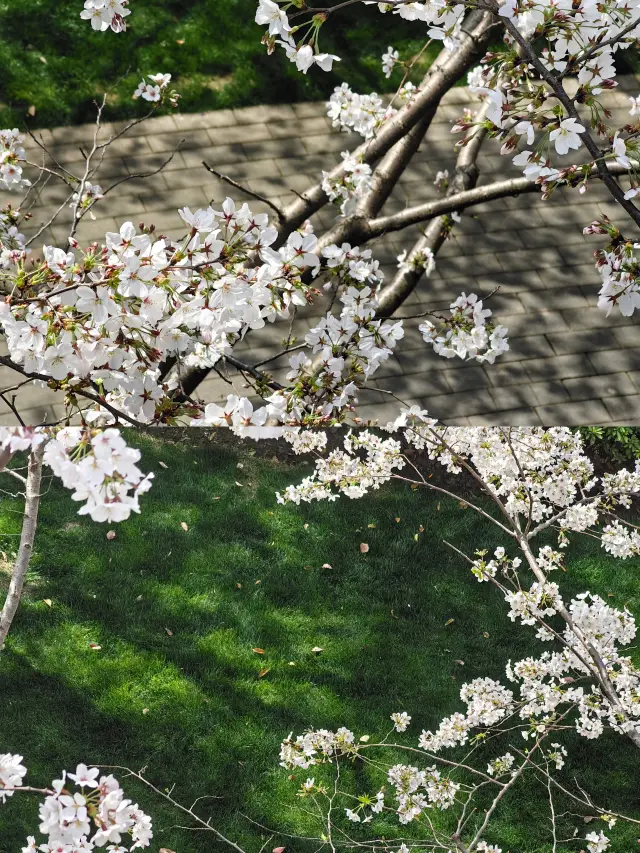 上海顧村公園賞櫻花🌸人少攻略來啦！