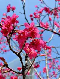 廣州春季賞花攝影點合集（賞花踏青啦）