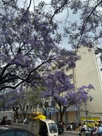 昆明教場中路藍花楹