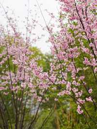 杭州跨湖橋畔，賞櫻花攻略
