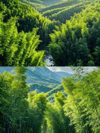 蜀南竹海，川渝周邊，滿眼青翠，人間仙境。