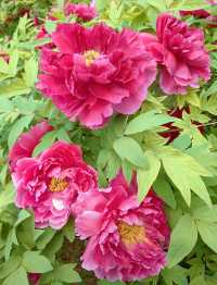 花開時節再逢君！