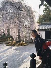 穿和服與「舞姬」共舞的粉色奇緣