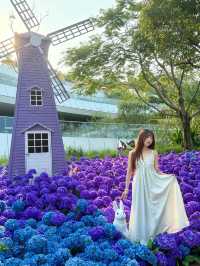 🌷珠海新貌 | 治愈系花海棧道，美翻啦🌸