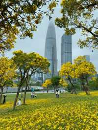 🌼深圳人才公園黃風鈴盛景