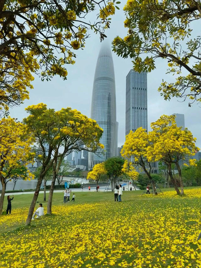 🌼深圳人才公園黃風鈴盛景