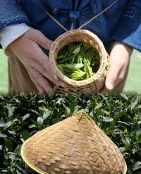 上春山，採春茶杭州採茶新體驗！