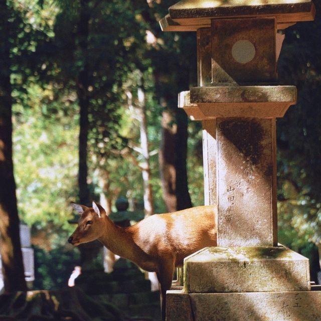 本地人私藏：在奈良解鎖小鹿的治愈之旅🦌 