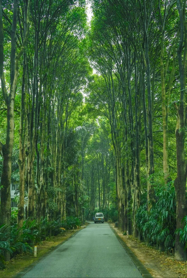 雨天的華南植物園就是送給i人的禮物