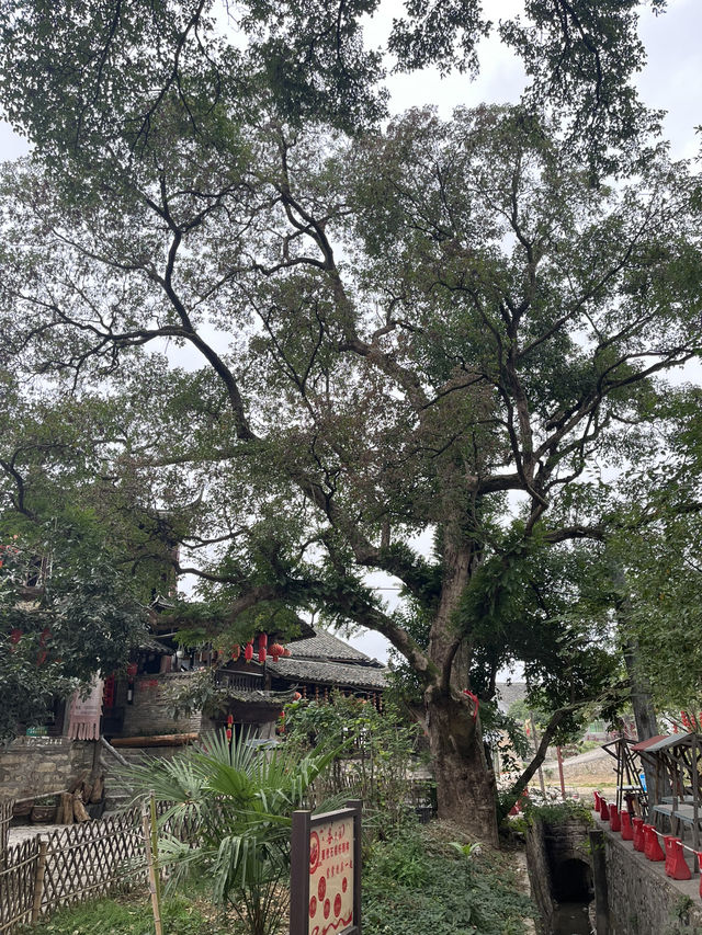 🏮穿越時光！懷化荊坪古村
