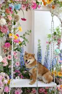 520倒數計時！帶毛孩看看寧波嘅花花世界！