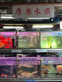 香港Citywalk！這些絕美拍照機位必去📸