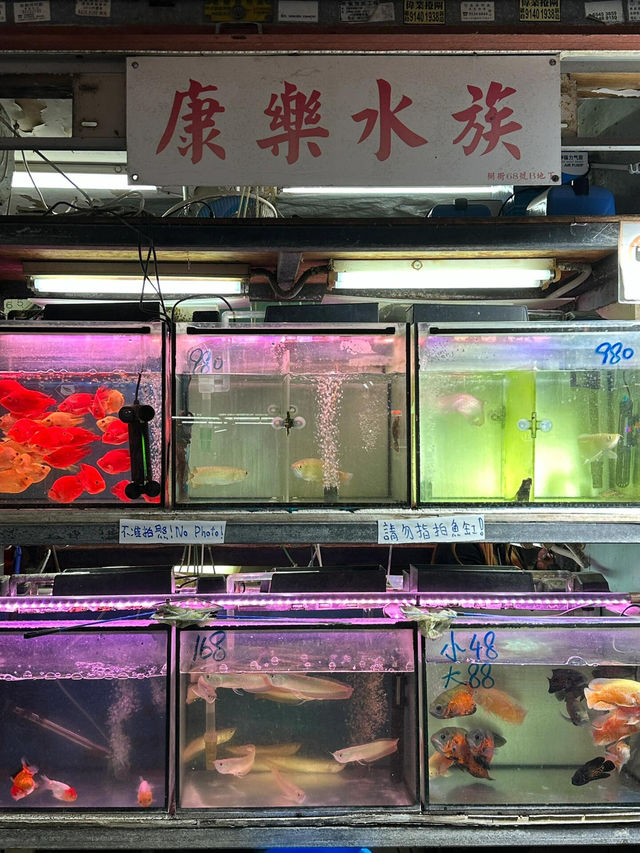 香港Citywalk！這些絕美拍照機位必去📸