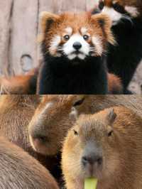 本地人嘅私藏！一篇搞掂重慶動物園嘅超全攻略，睇熊貓、影靚相！