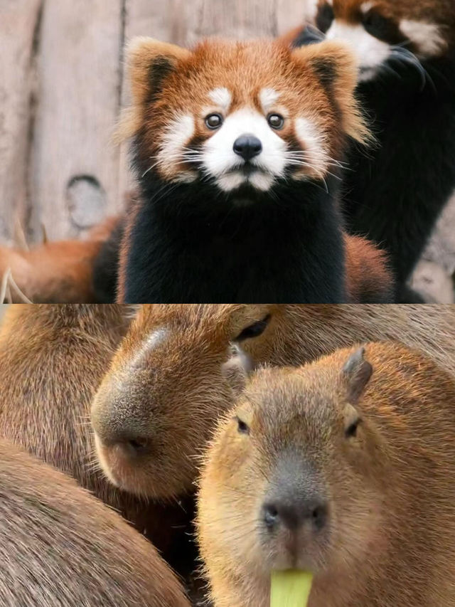 本地人嘅私藏！一篇搞掂重慶動物園嘅超全攻略，睇熊貓、影靚相！