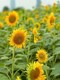 🌻蘇州灣體育公園 | 邂逅絕美向日葵花海