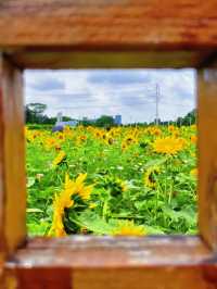 🌻邂逅廣州限定浪漫！向日葵花海美出圈