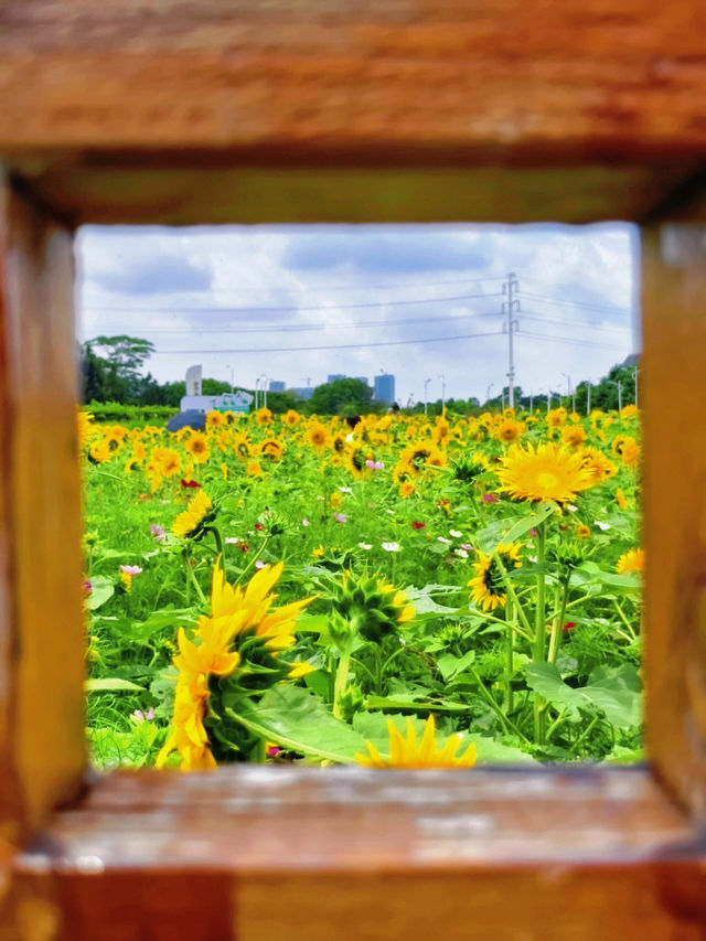 🌻邂逅廣州限定浪漫！向日葵花海美出圈