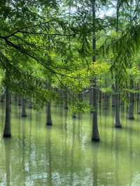 徐州2H｜洪澤湖濕地，係水杉同飛鳥嘅詩