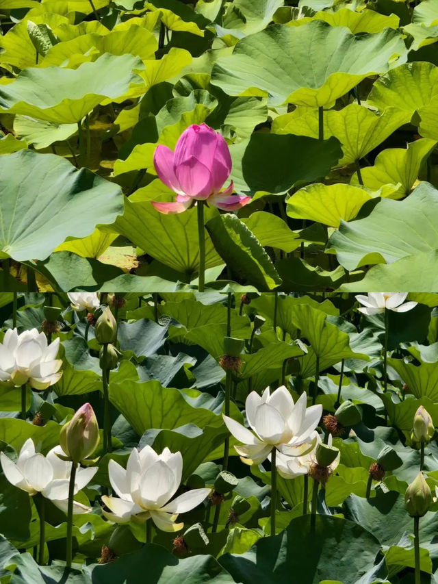 夏日「頂流」荷花登場！嚟河北浪漫一「夏」