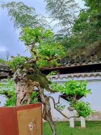 別錯過盆景園！黃果樹大瀑布景區裡的一個小驚喜