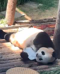 廣州長隆熊貓冰爽夏日全攻略｜夏日必打卡！