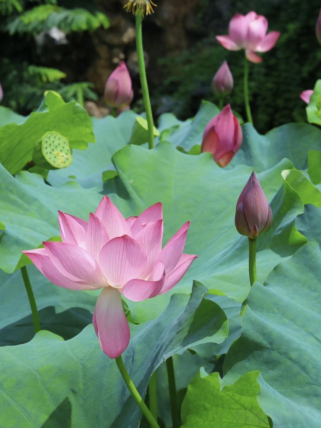 南昌象湖濕地公園 | 夏日賞荷指南