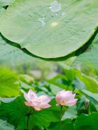 「荷」你同行，相約成大