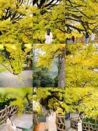 白雲白岩寨：600年布依隱世秘境