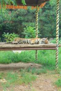 秦嶺野生動物園超全攻略