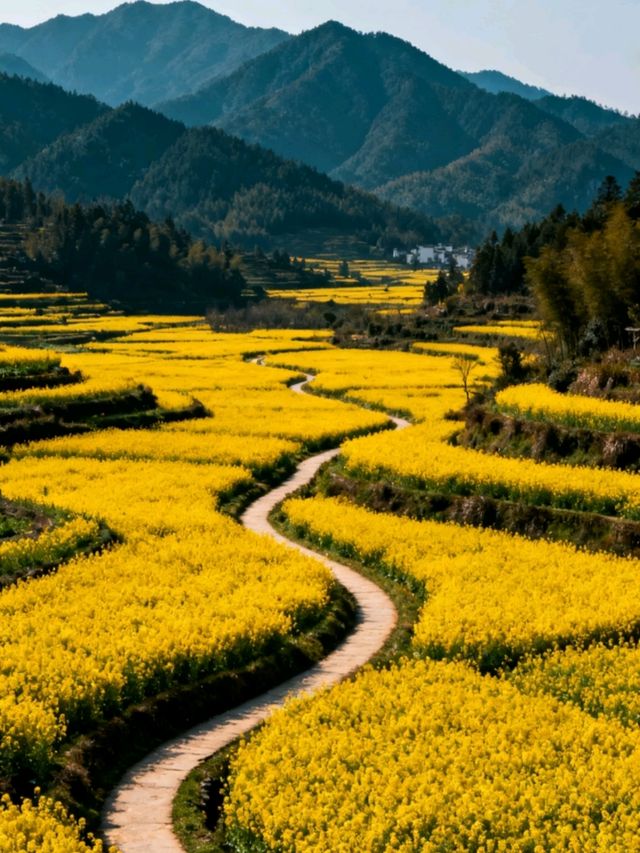【江西婺源:油菜花田的心跳密碼與徽派建築的終極邂逅】 【江西婺源:油菜花田的心跳密碼與徽派建築的終極邂逅】