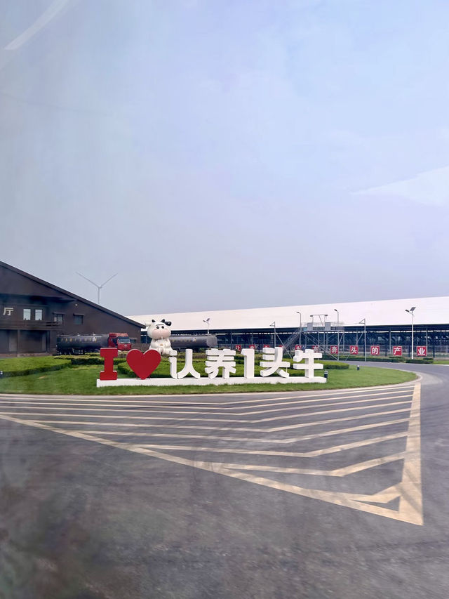 田園牧歌，牧場裡的溫暖約定：故城縣認養一頭牛景區