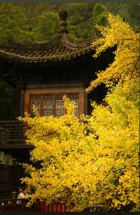 西安古觀音禪寺賞秋| 千年銀杏樹下的禪意世界