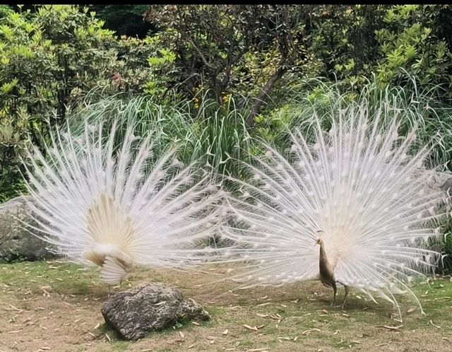 與閨蜜共赴熊貓谷，解鎖國寶奇遇，開啟一場浪漫旅行