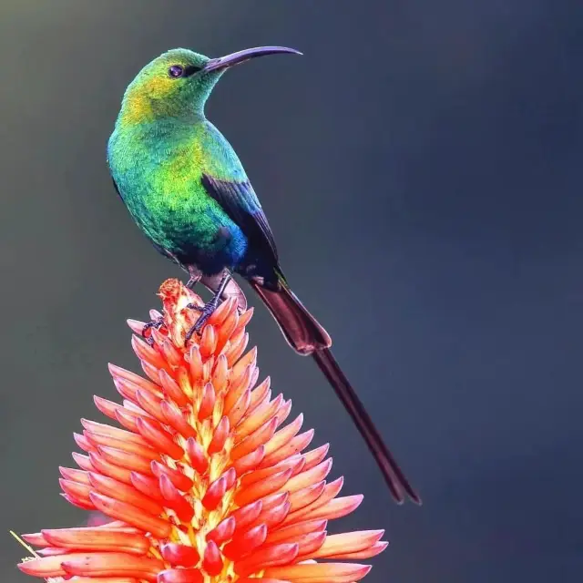 Kirstenbosch National Botanic Garden