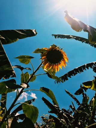 Sunflower Daydreams: Muldersdrift’s Slice of Countryside Bliss 🌻✨