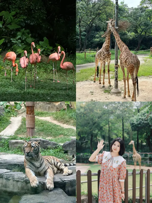 Seriously underestimated! The live experience at Shenzhen Safari Park is truly amazing, with an efficient route included