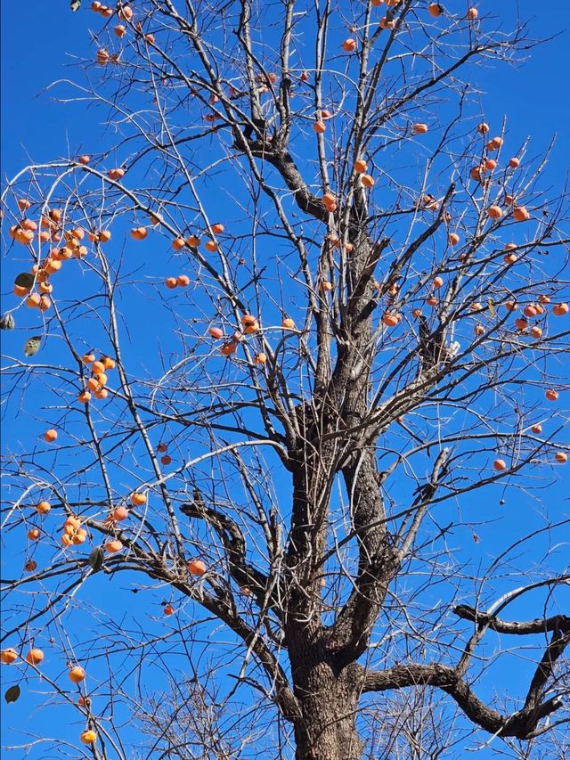 唐山禪林寺，千年銀杏樹下邂逅金色佛國