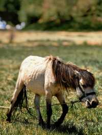 包頭賽汗塔拉城中草原，兩天一夜，旅遊費用攻略