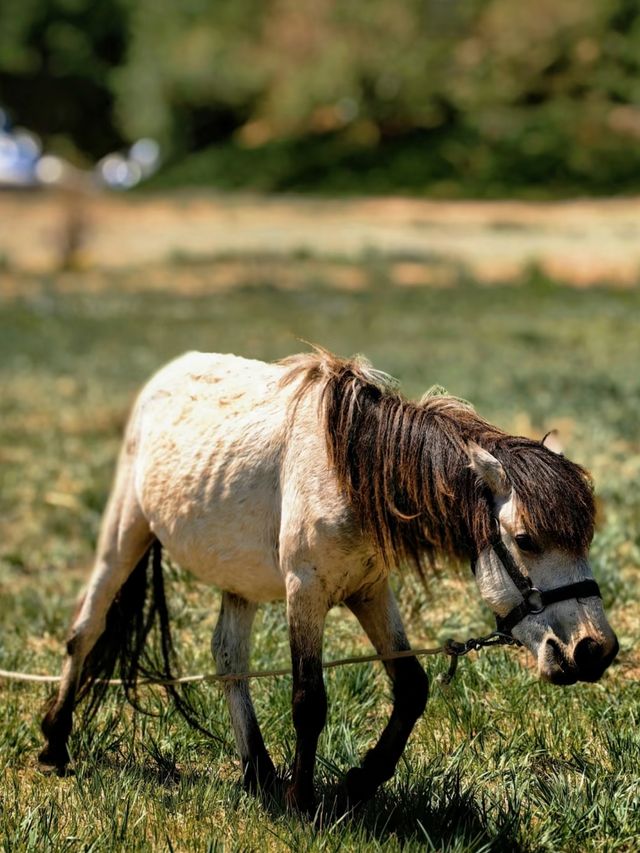 包頭賽汗塔拉城中草原，兩天一夜，旅遊費用攻略