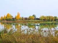 沣河梁家灘,最後的秋色